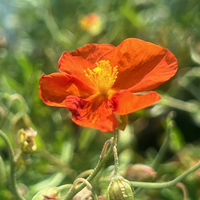 Helianthemum 'Ben More'